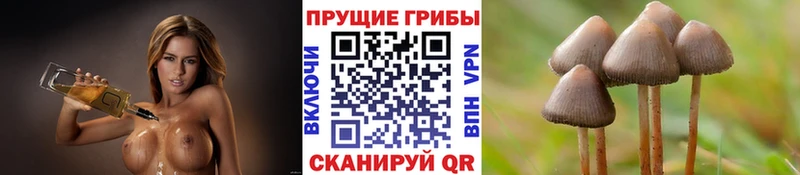 наркота  ссылка на мегу ССЫЛКА  Псилоцибиновые грибы прущие грибы  Нефтегорск 